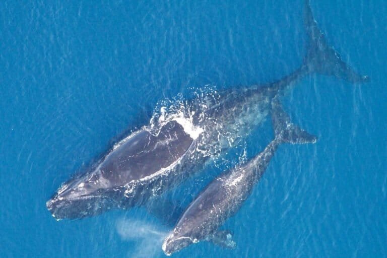 North Atlantic right whale births increase