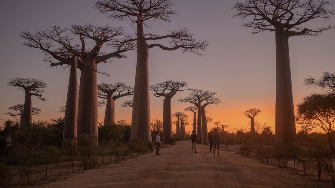 The Avenue of the Baobabs: Madagascar’s Ancient Forest Survivors Standing Against Time