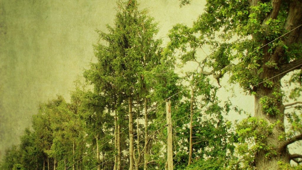 How Do Plants Communicate With Each Other and Their Environment?