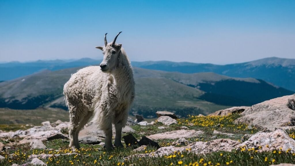 Why Capricorn Measures Worth Through Achievement