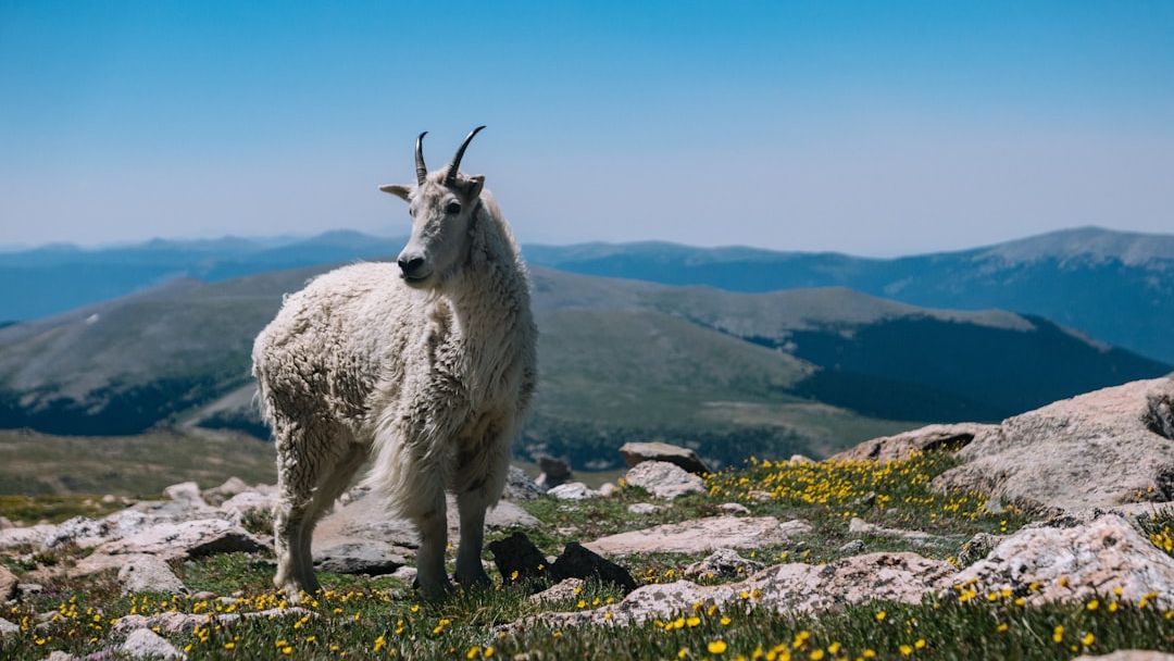 Why Capricorn Measures Worth Through Achievement