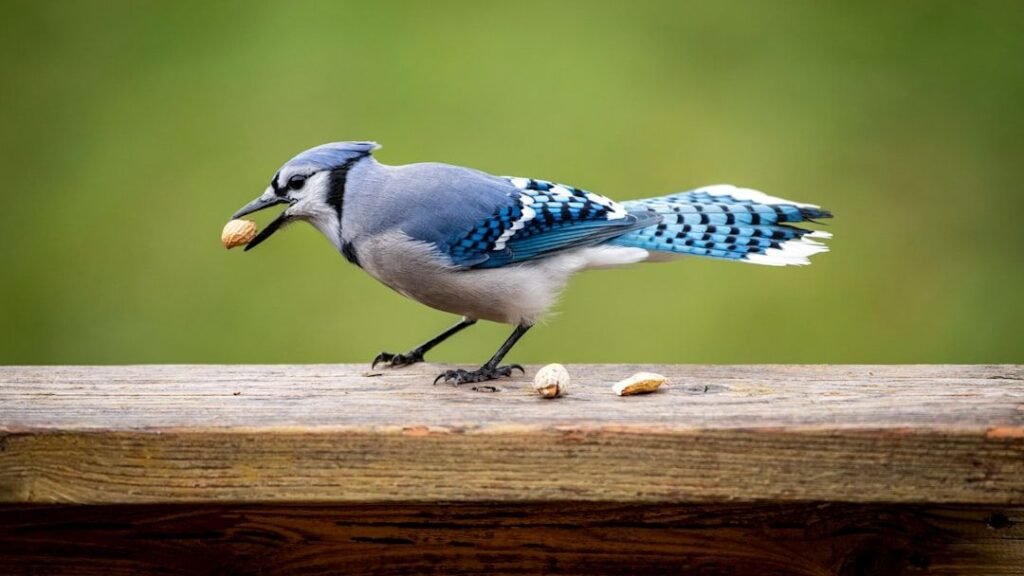 What Wild Bird Reflects Your Zodiac Sign's Emotional Nature