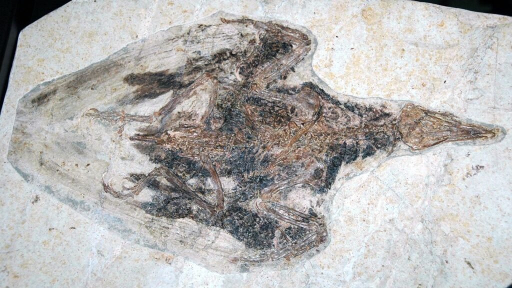 What Secrets Do Ancient Fossils Still Hold About Life on Earth?