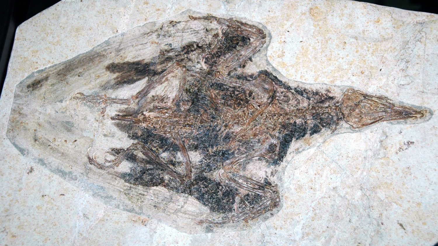 What Secrets Do Ancient Fossils Still Hold About Life on Earth?