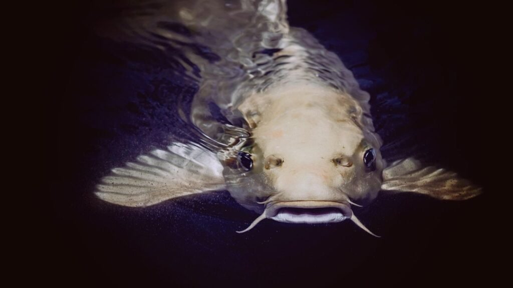 10 Amazing Animals That Use Electricity to Navigate and Hunt