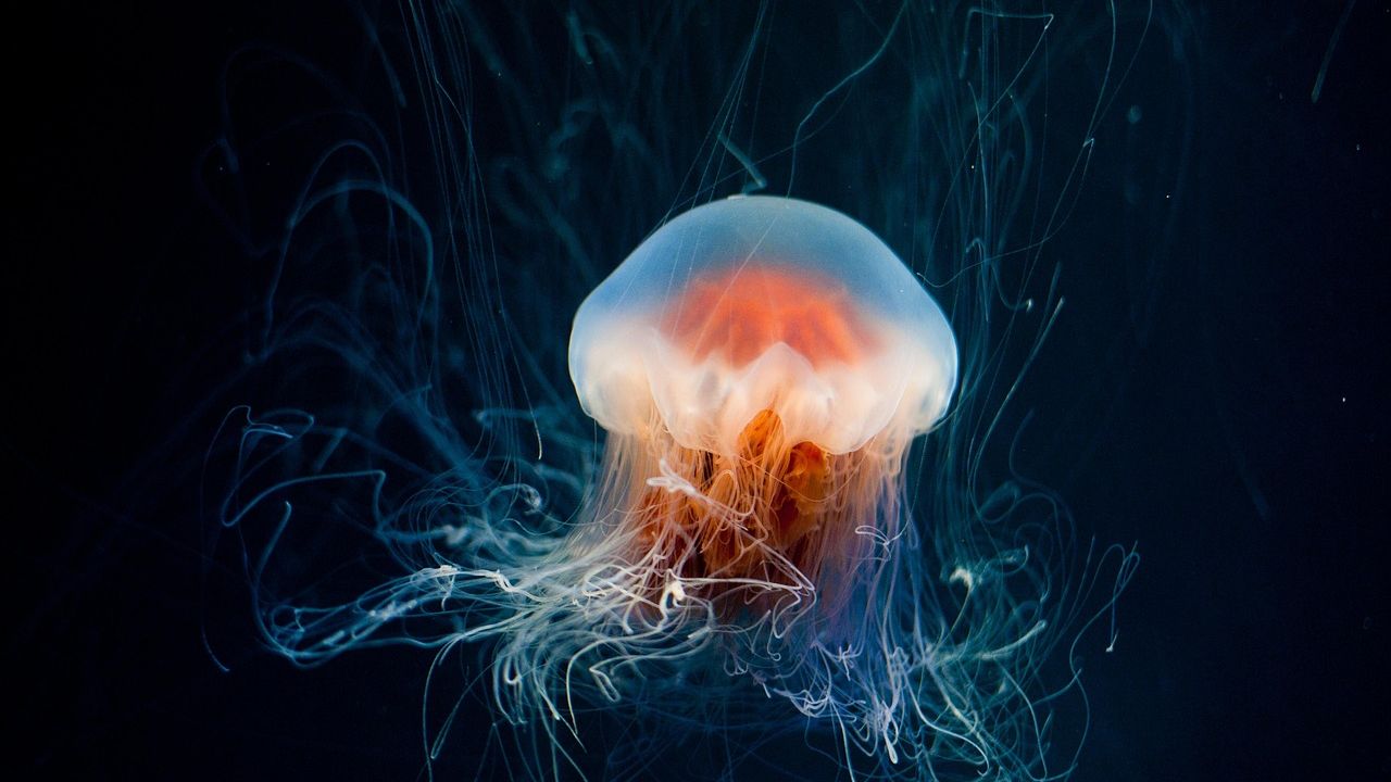 The Deep Sea Holds Creatures So Strange, They Seem Like Aliens