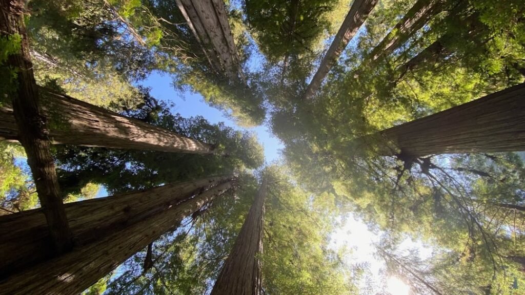 Our Planet's Oldest Trees Have Secrets That Could Change Everything We Know
