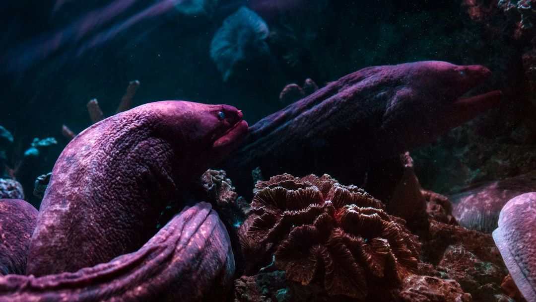 The Ocean’s Deepest Trenches Hold Life Forms We Never Knew Existed