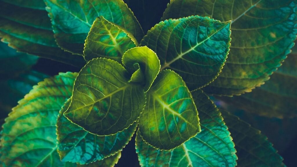 Plants Have a Mysterious 'Memory' That Helps Them Survive and Thrive