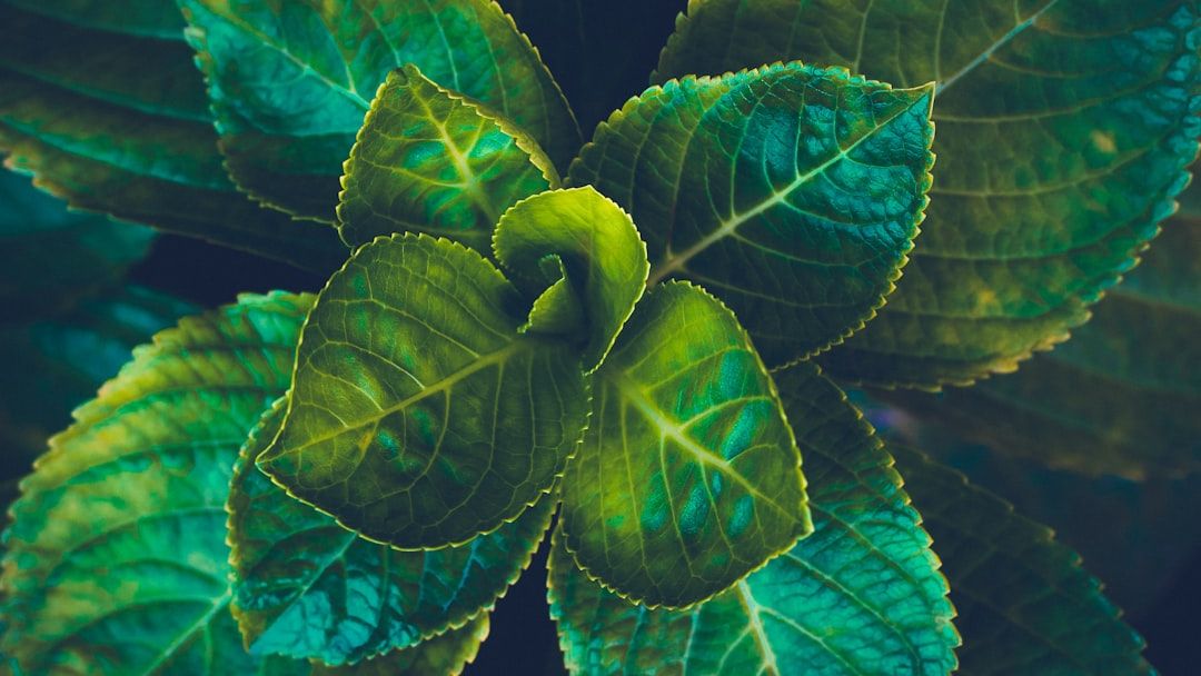 Plants Have a Mysterious ‘Memory’ That Helps Them Survive and Thrive