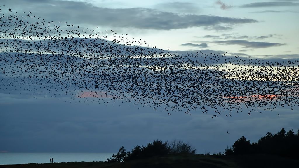 8 Animal Behaviors That Scientists Still Cannot Fully Explain