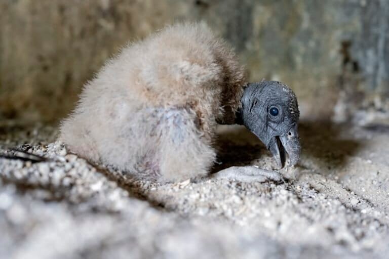Three Andean condor chicks hatch in Colombia as species nears local extinction