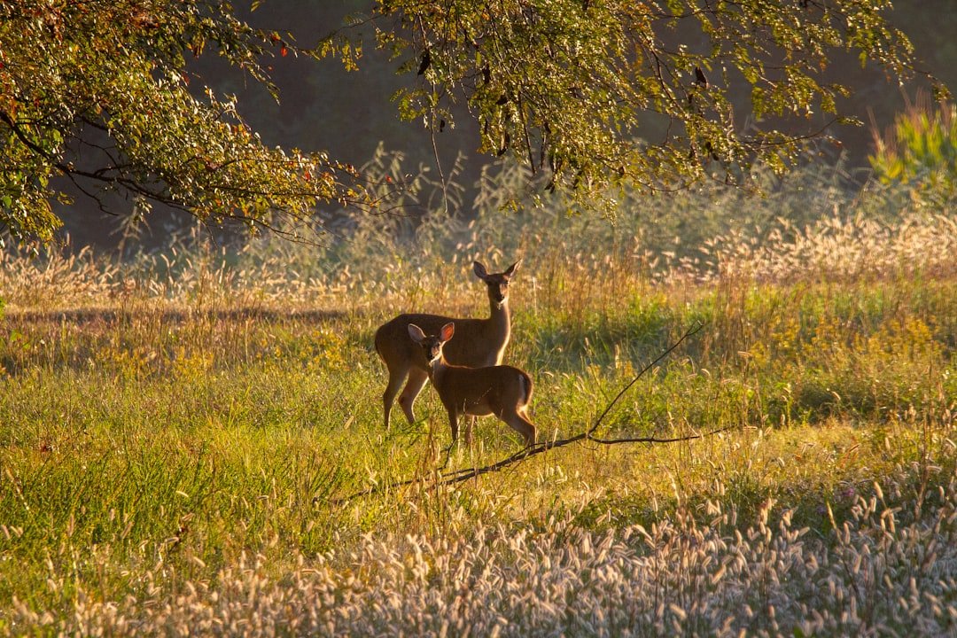 How Human Conflicts Created Unintended Sanctuaries for Wildlife