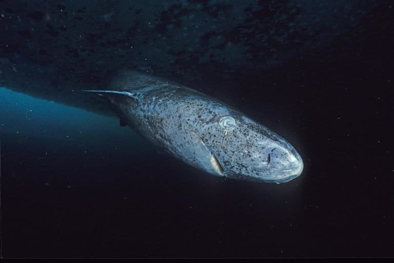 Greenland sharks retain functional vision despite extreme longevity