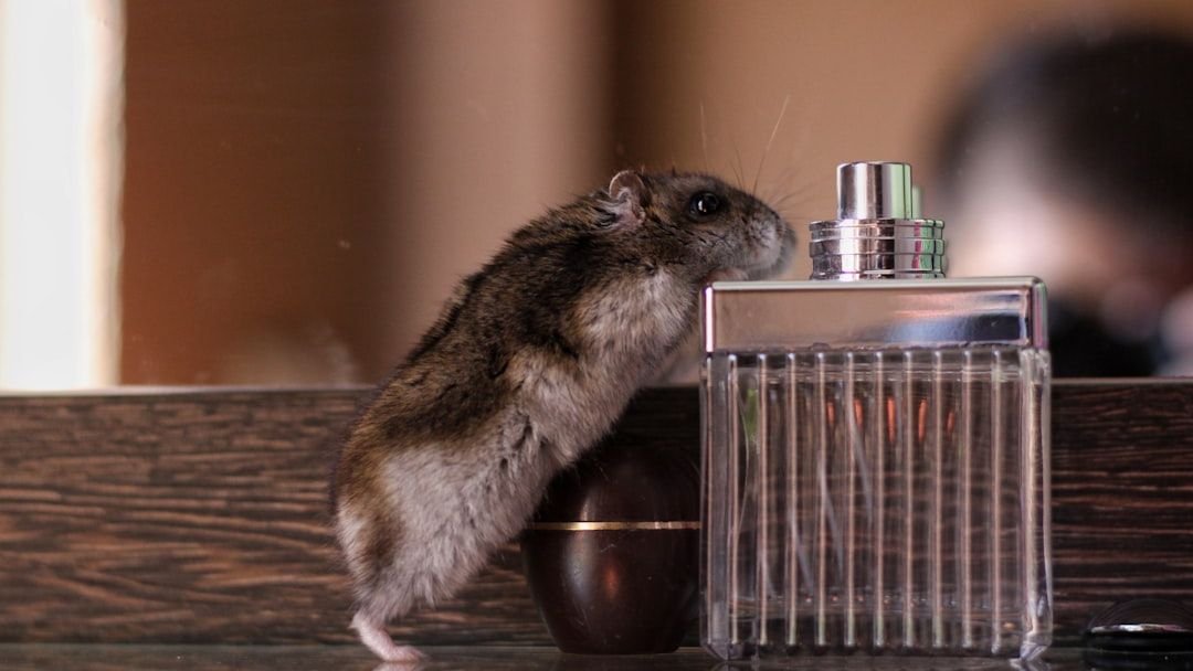 The One Scent That Attracts Rodents Without You Realizing