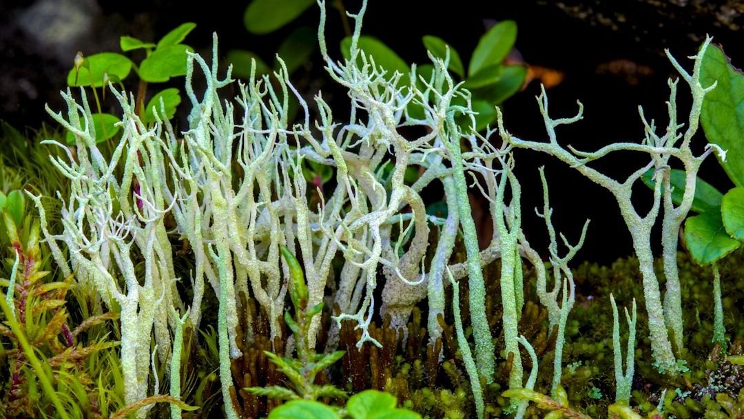 The Fascinating World of Fungi: Nature’s Hidden Network and Its Wonders