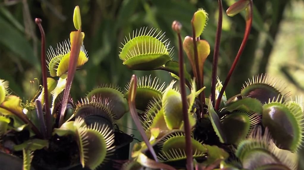 8 Incredible Ways Plants Communicate and Interact with Their Environment