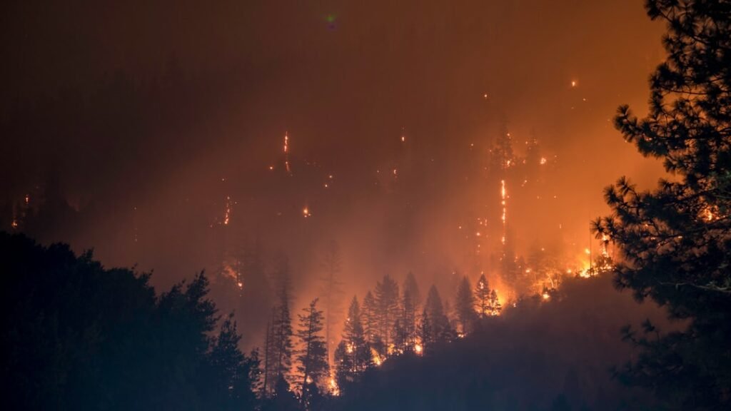 White House Ignites Fire Under Forest Service and Torches our National Forests