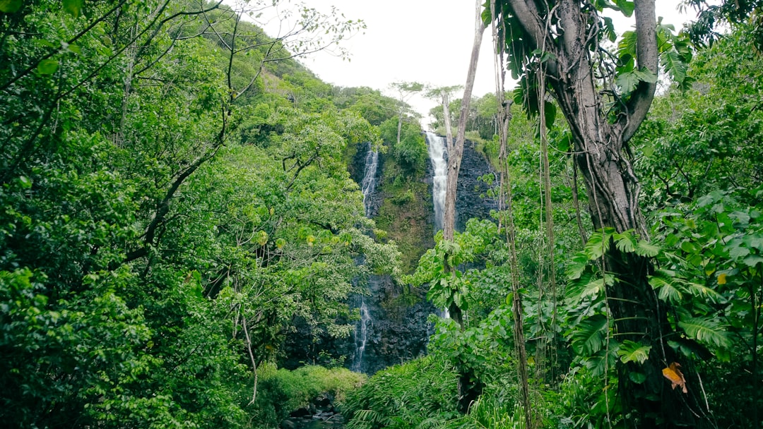 Scientists Find Nitrogen can Double Tropical Forest Recovery and Carbon Absorption