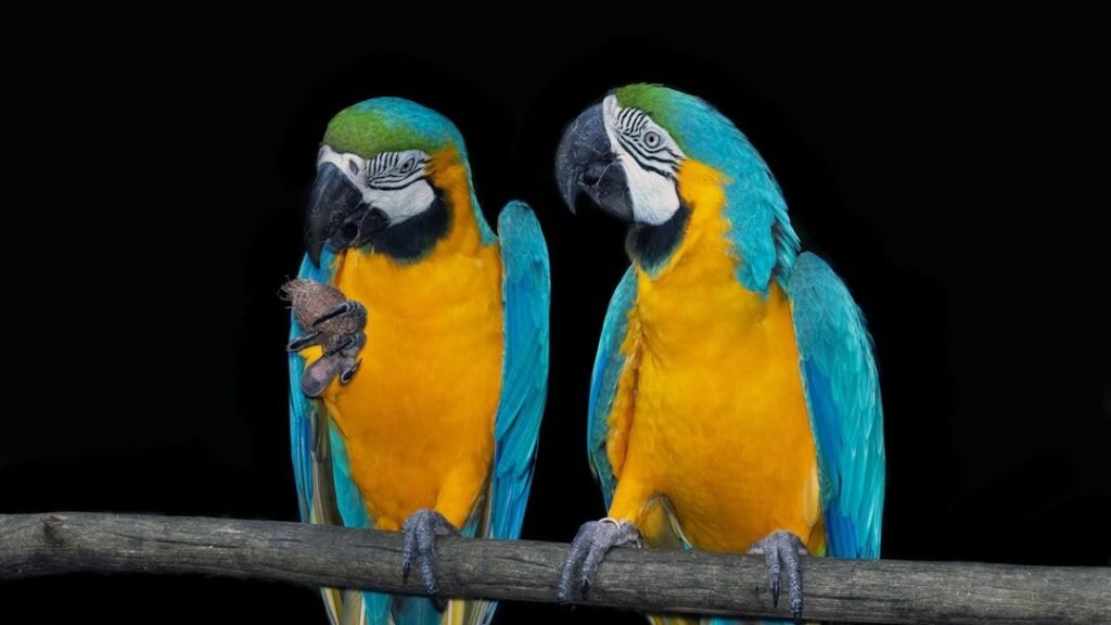 8 Incredible Ways Animals Communicate Without Saying a Word