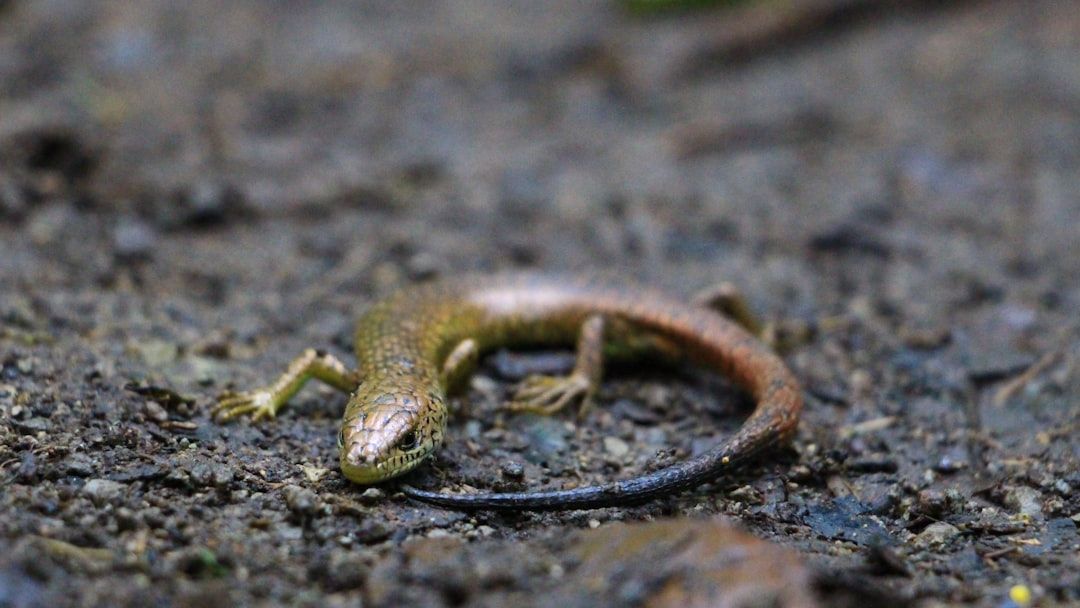 Why Are Some Animals Capable of Regenerating Lost Limbs and Organs?