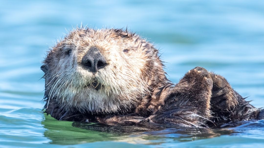 America’s Rarest Mammals You’ve Probably Never Heard Of