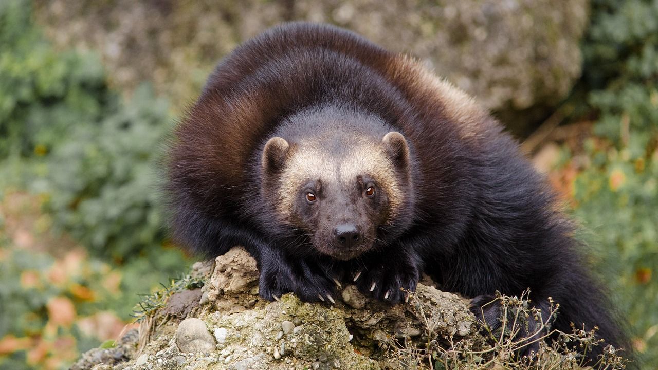 10 Facts That Make The Wolverine One of North America’s Most Unique Animals
