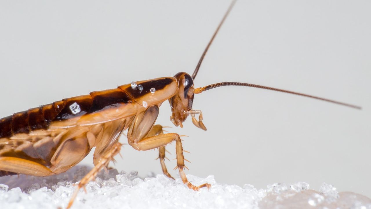 Roaches Can’t Resist These Smells in Your House
