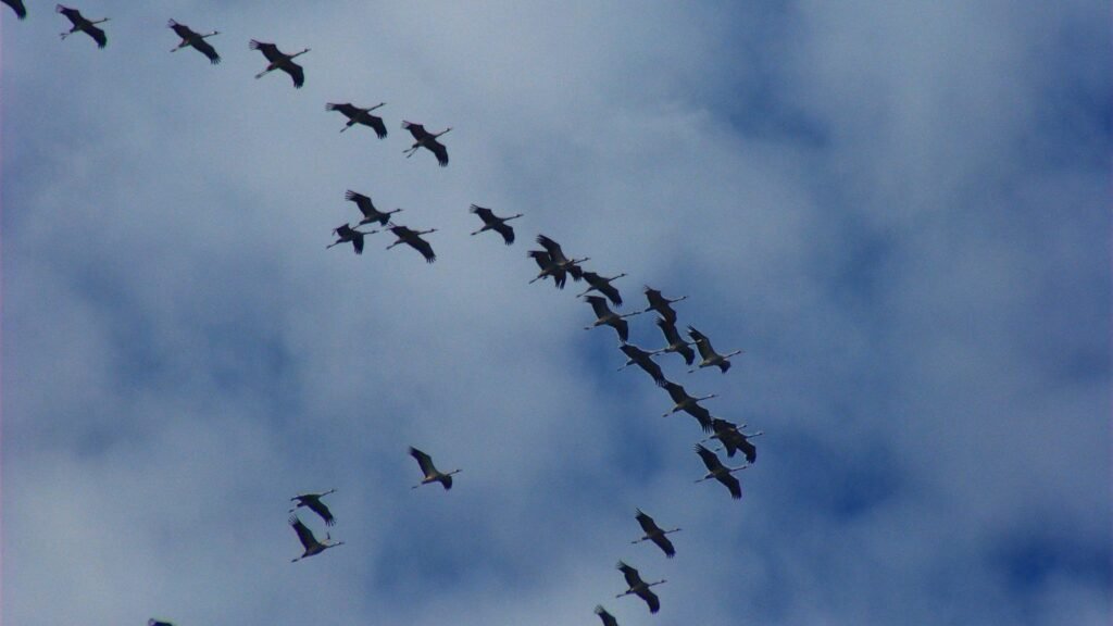 How Do Birds Navigate Thousands of Miles Without GPS or Maps?