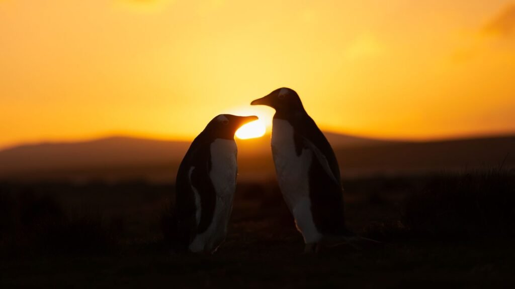 1 month until a 'ring of fire' annular solar eclipse puts on a show — mostly for penguins