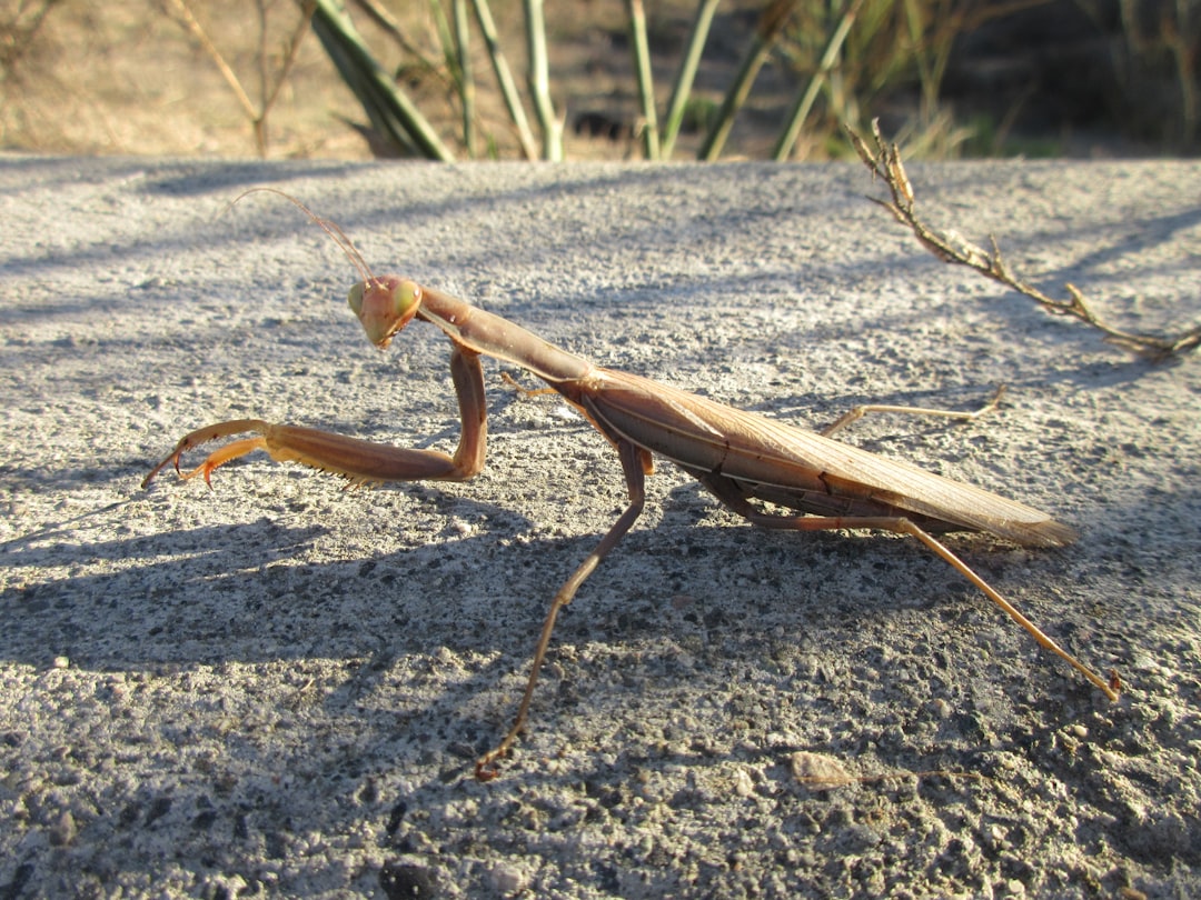 California’s Vast Insect Realm Uncover Hidden Biodiversity