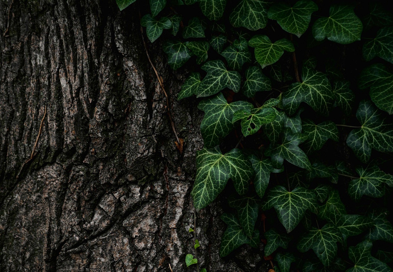 Australia’s Tree Bark Microbes are Unsung Warriors Against Greenhouse Gases