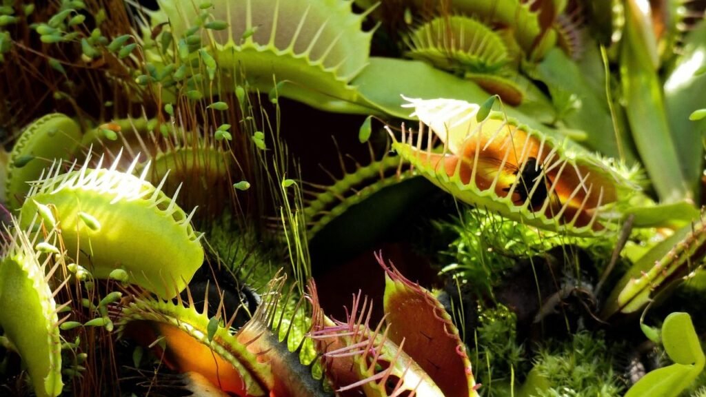 10 Bizarre Plants with Extraordinary Adaptations You Won't Believe Exist