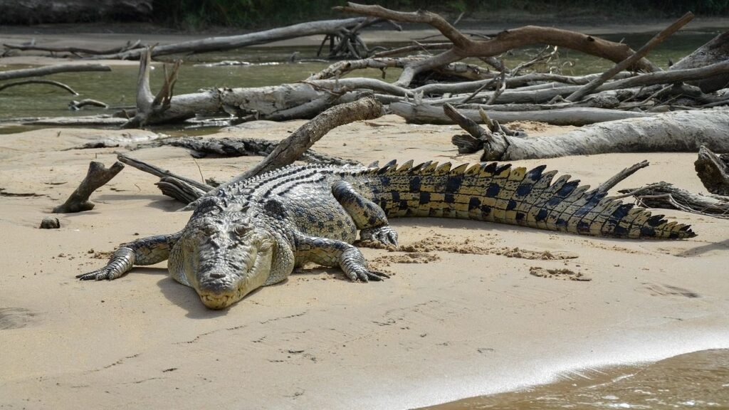 The Largest Cold-Blooded Animals Alive Today