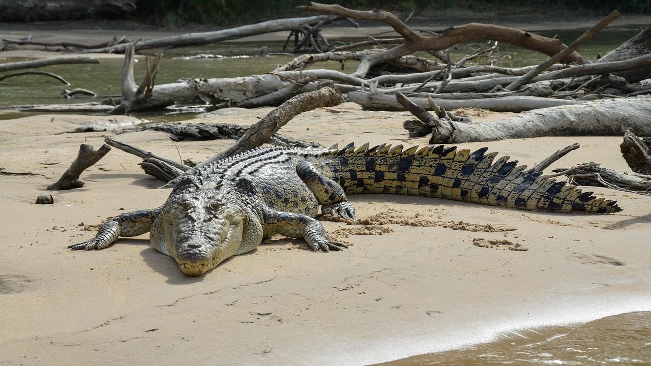 The Largest Cold-Blooded Animals Alive Today