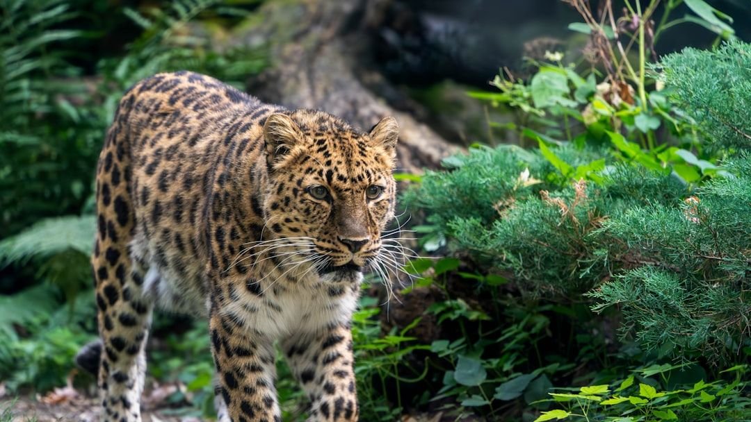 Which Nocturnal Creature Mirrors Your Zodiac’s Hidden Instincts