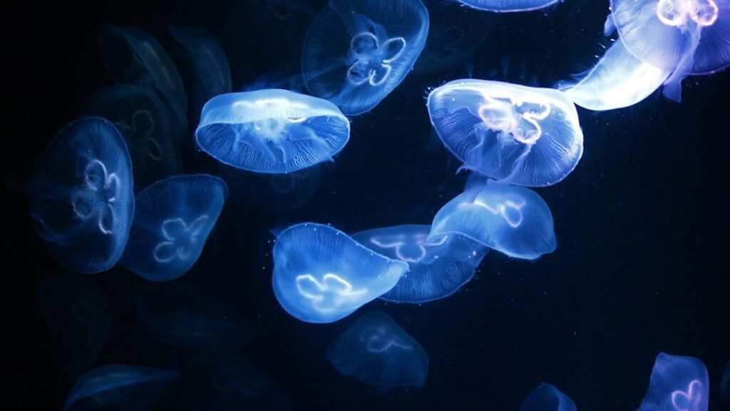 12 Zodiac Signs and the Deep-Sea Creatures That Mirror Their Psychology