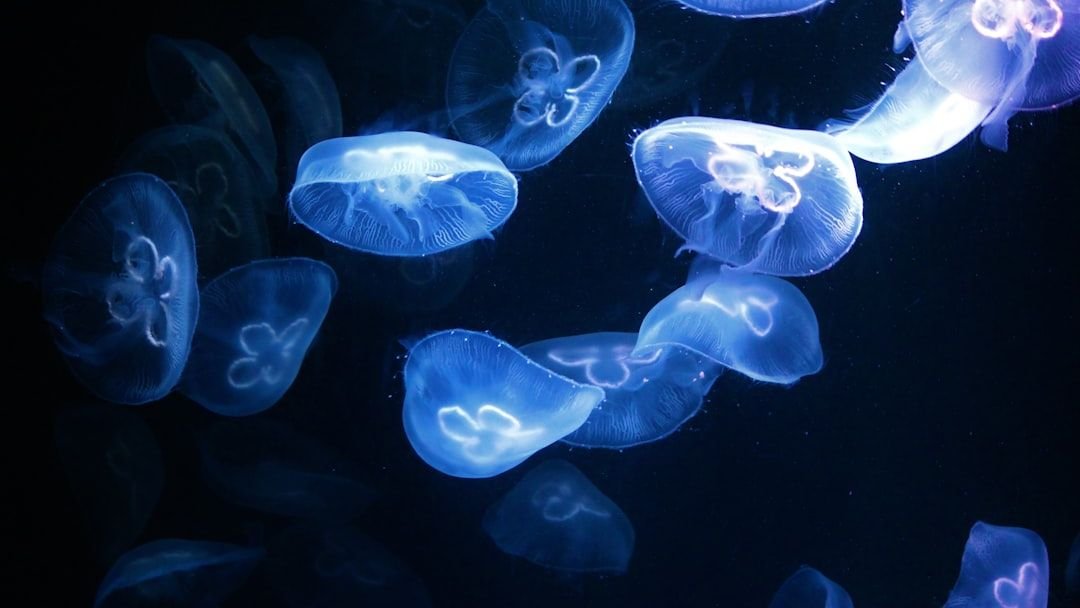 12 Zodiac Signs and the Deep-Sea Creatures That Mirror Their Psychology