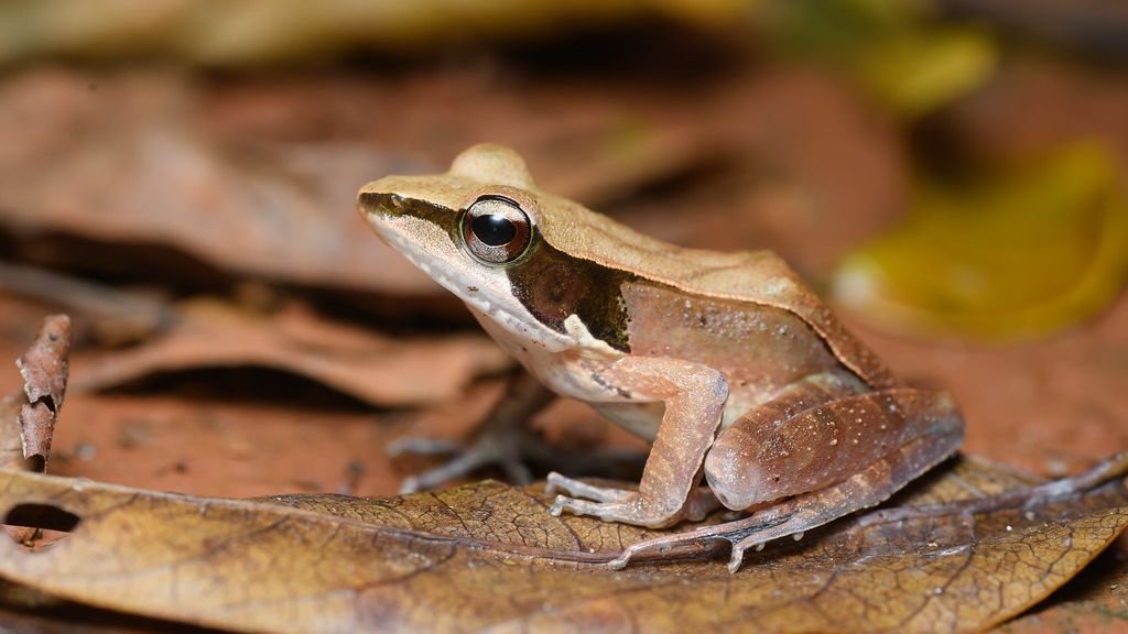 5 Unbelievable Animal Abilities That Science Still Can’t Fully Explain