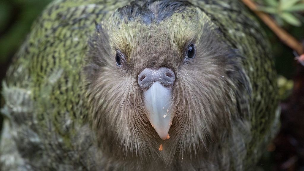 8 Endangered Species You’ve Never Heard Of (And Why They’re Crucial)