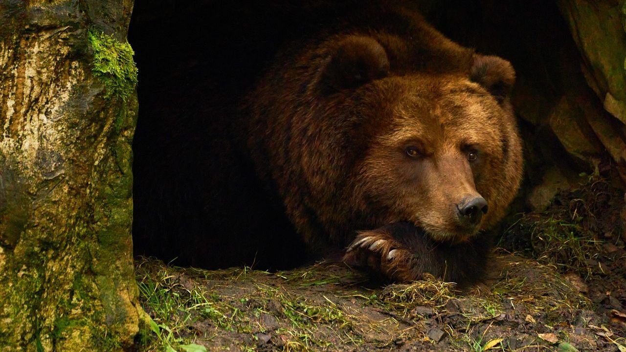 Some Animals Can Hibernate for Years, Defying Conventional Biological Limits