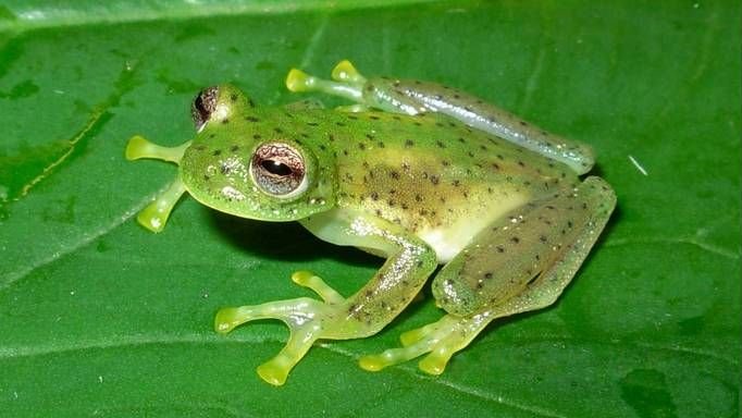 10 Incredible Animal Behaviors That Defy Scientific Understanding