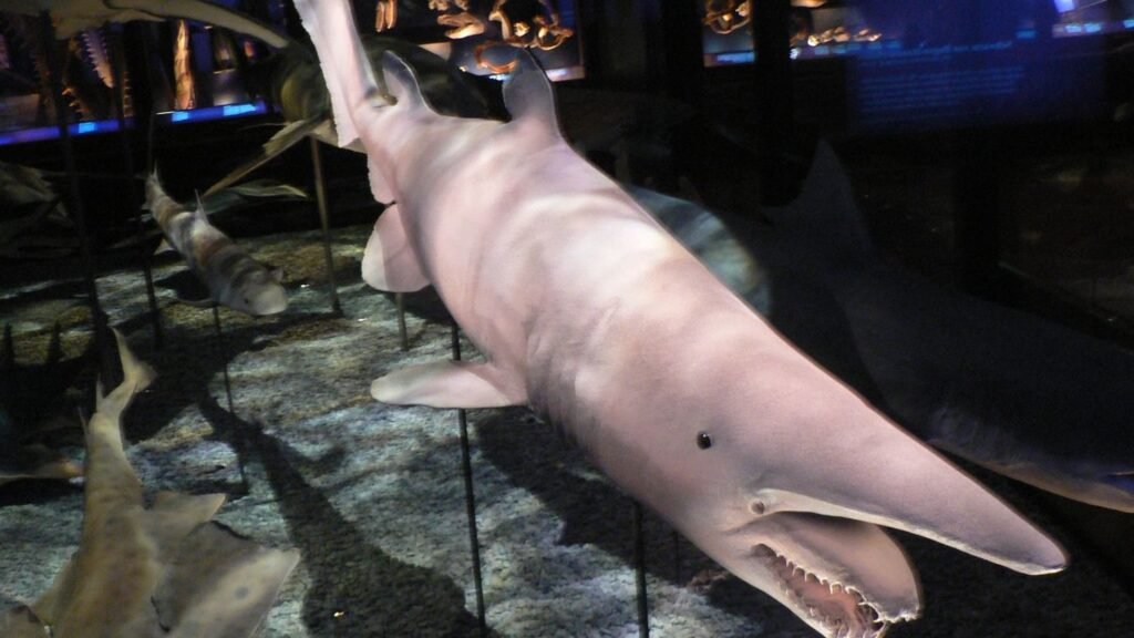 Which Deep Sea Creature Are You According to Your Zodiac Sign