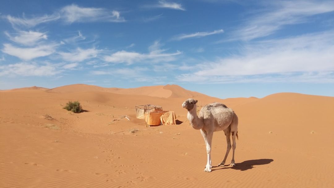 8 Incredible Adaptations That Help Animals Survive in the Desert