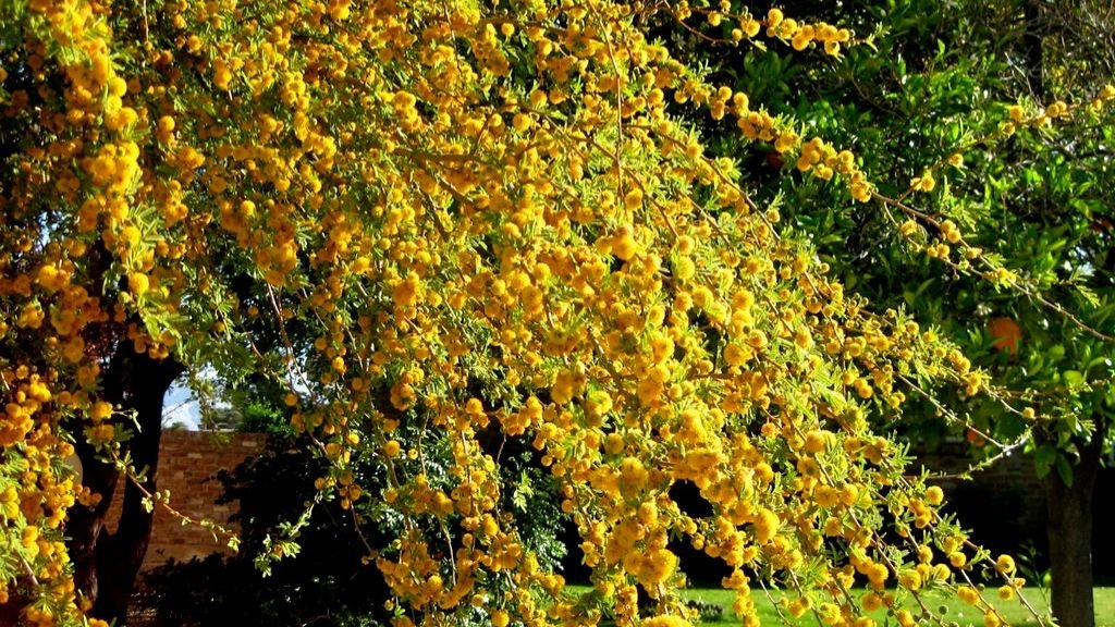 How Do Plants Know When to Bloom? The Secrets of Their Internal Clocks