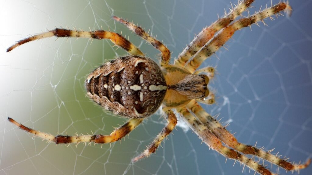 How Do Spiders Spin Such Strong Webs? The Engineering Marvel of Silk