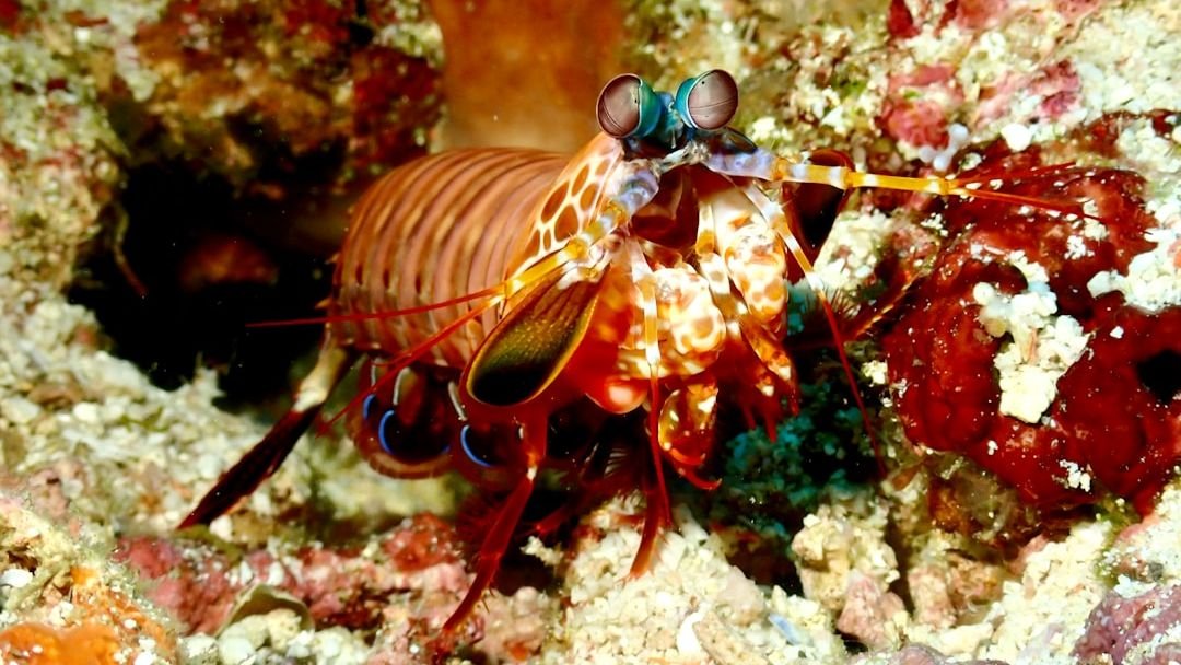 10 Amazing Animals With Superpowers You Won’t Believe Are Real