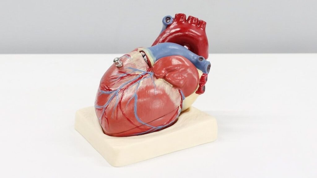 The Human Heart Is More Amazing Than Any Machine Ever Built