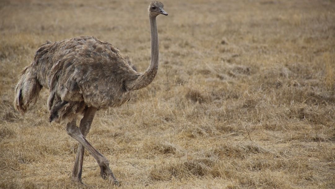 7 Scientific Myths About Animals You Still Believe Are True