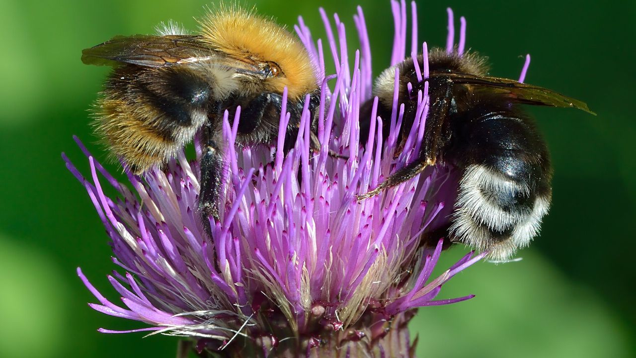 Honeybees’ Math Skills Offer Clues to Alien Communication